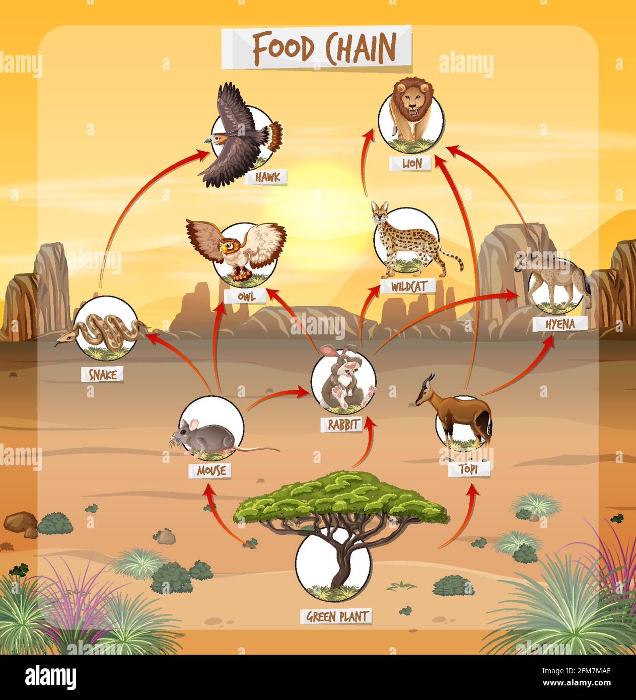 Food chain diagram concept on forest background illustration Stock ...