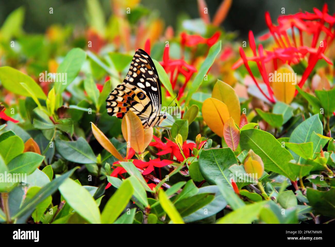 A lime butterfly sitting among flowering orange Ixoria, and other plants, in the tropical West Indies. Stock Photo