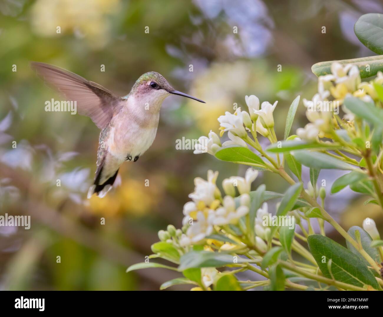 Female of ruby-throated hummingbird feedeng on flowers Stock Photo