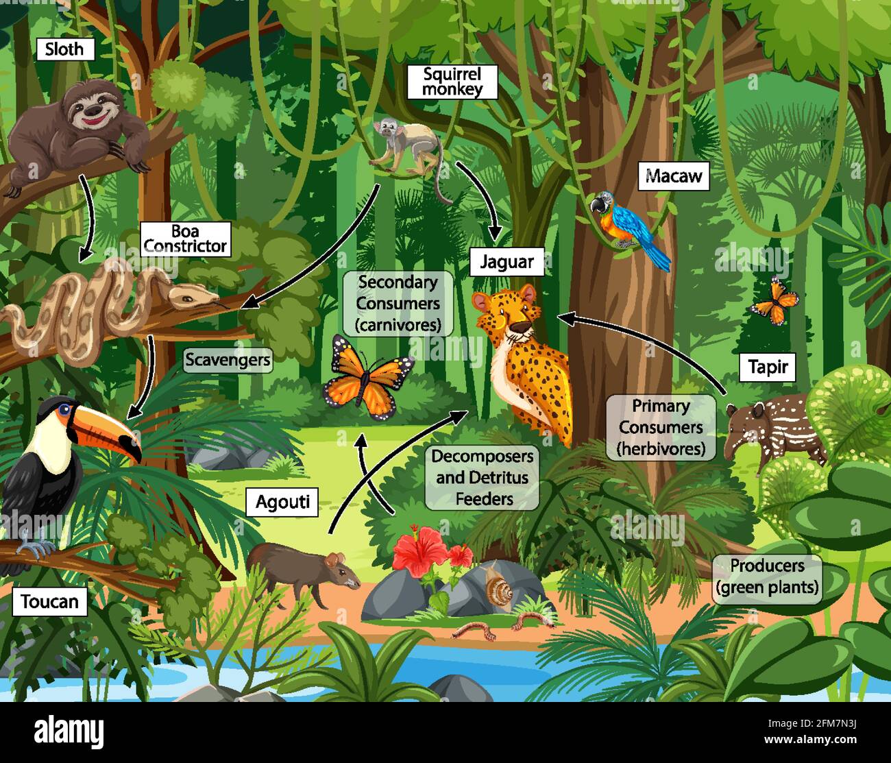 Food chain diagram concept on forest background illustration Stock ... Biology Diagrams
