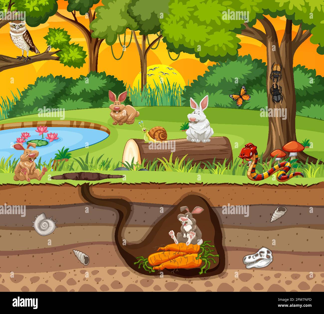 Rabbit Burrow Diagram