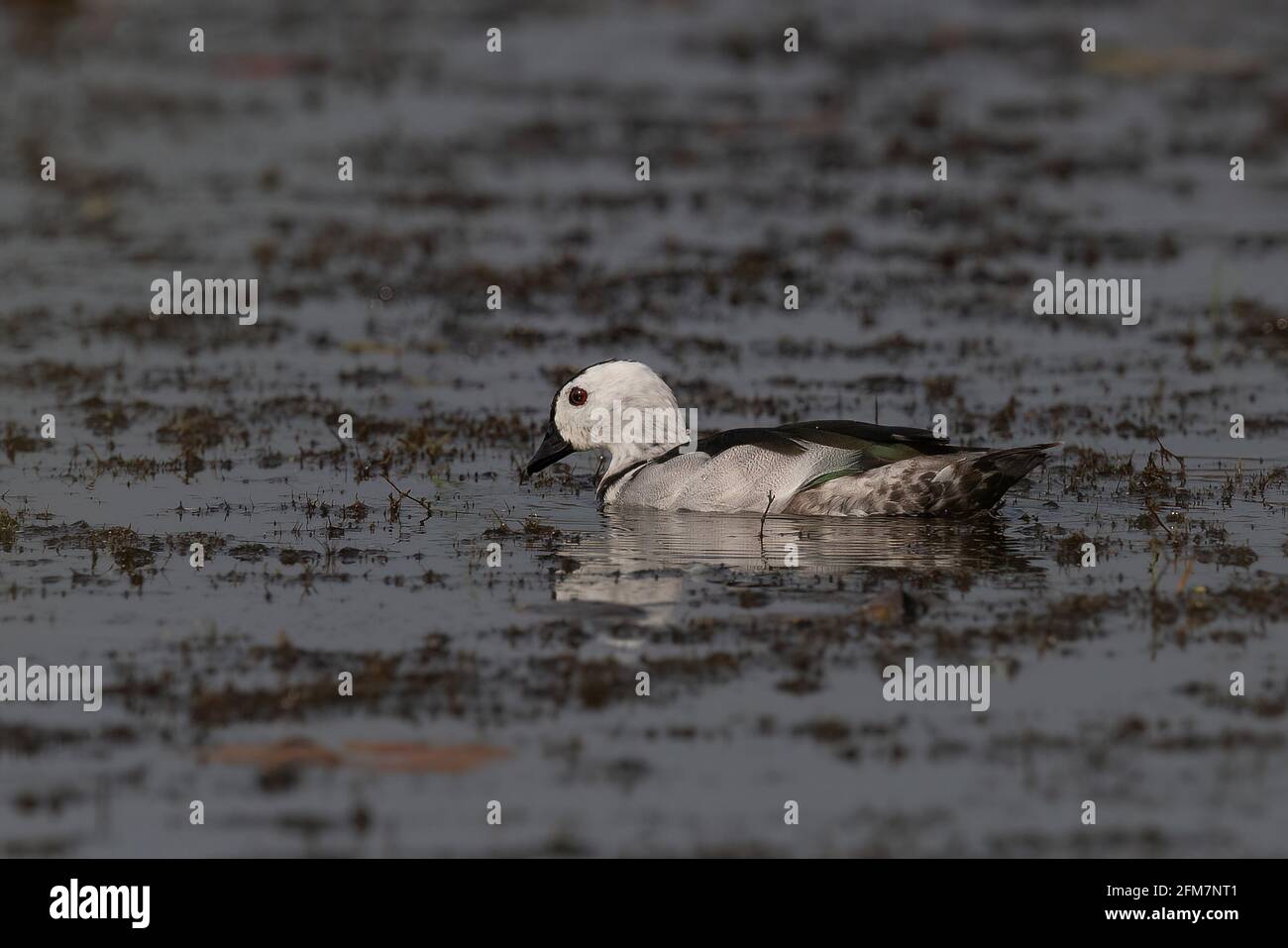 The cotton pygmy goose or cotton teal coromandelianus) is a