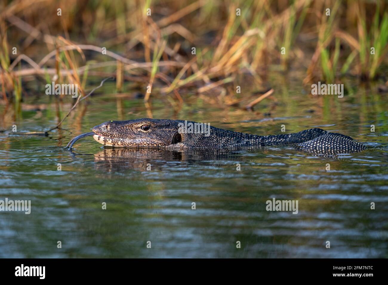 The Asian water monitor (Varanus salvator), also called common water monitor, is a large varanid lizard native to South and Southeast Asia. Stock Photo