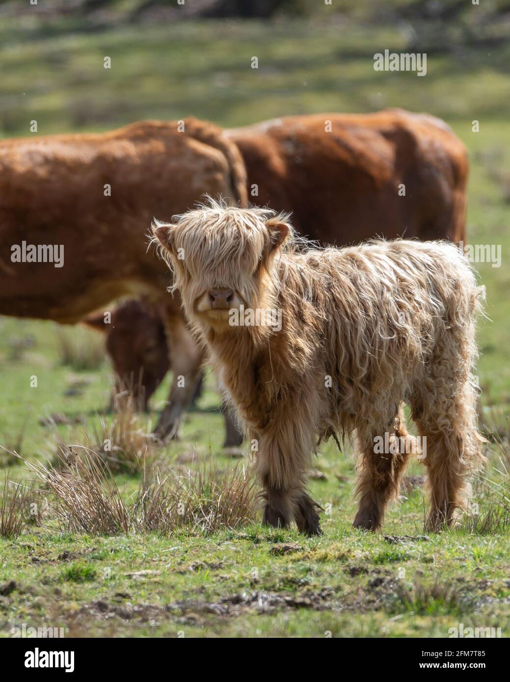 Vertical shot of brown young highland cow on the meadow Stock Photo - Alamy