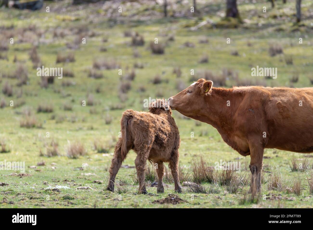 Brown young and adult highland cow on the meadow Stock Photo - Alamy