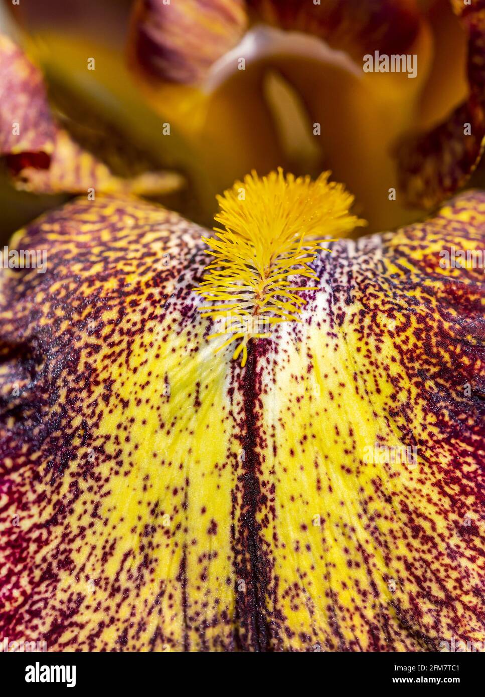 beautiful blooming iris flower. macro shot with shallow depth of field. Stock Photo