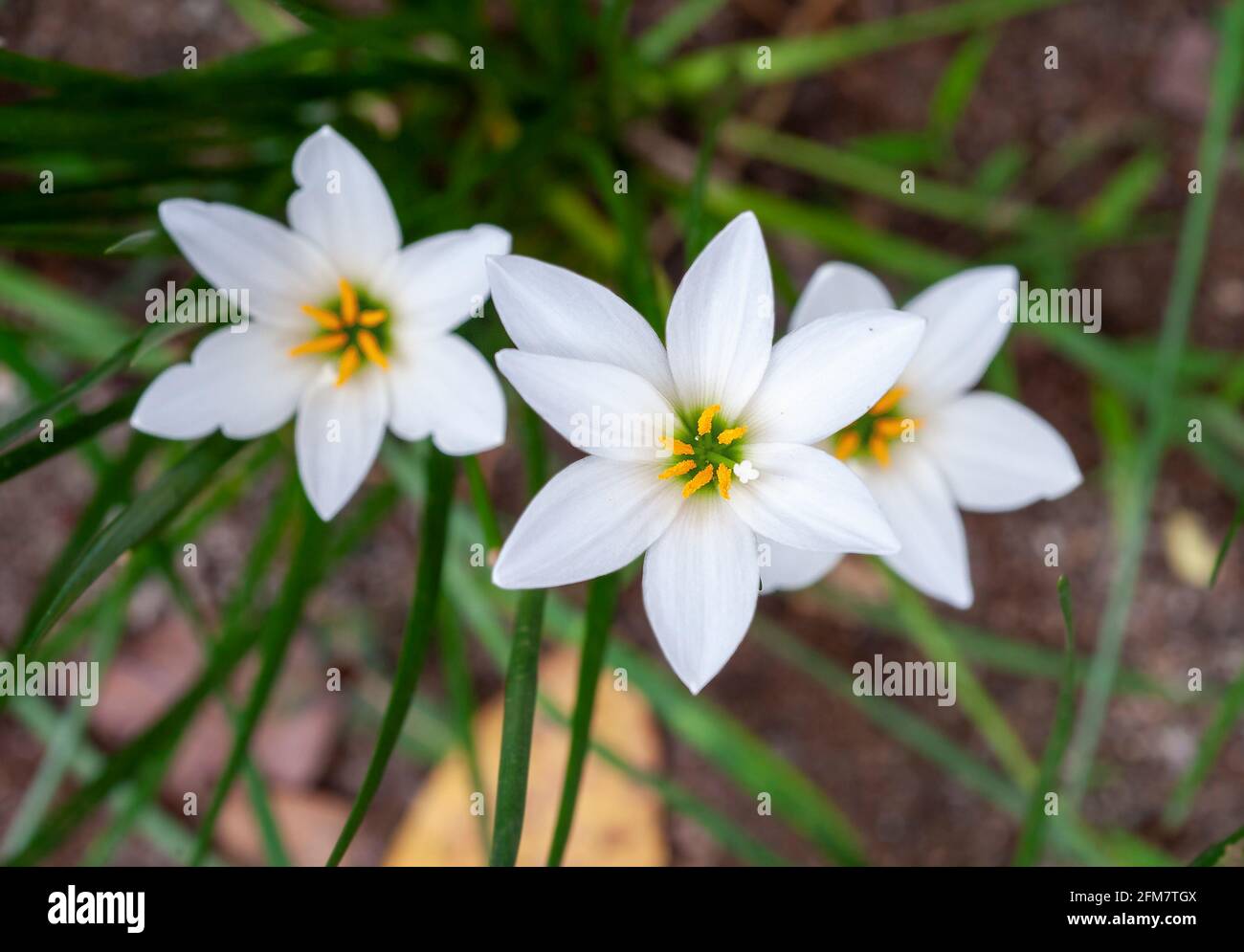 White Zephyranthes minuta Flower Stock Photo