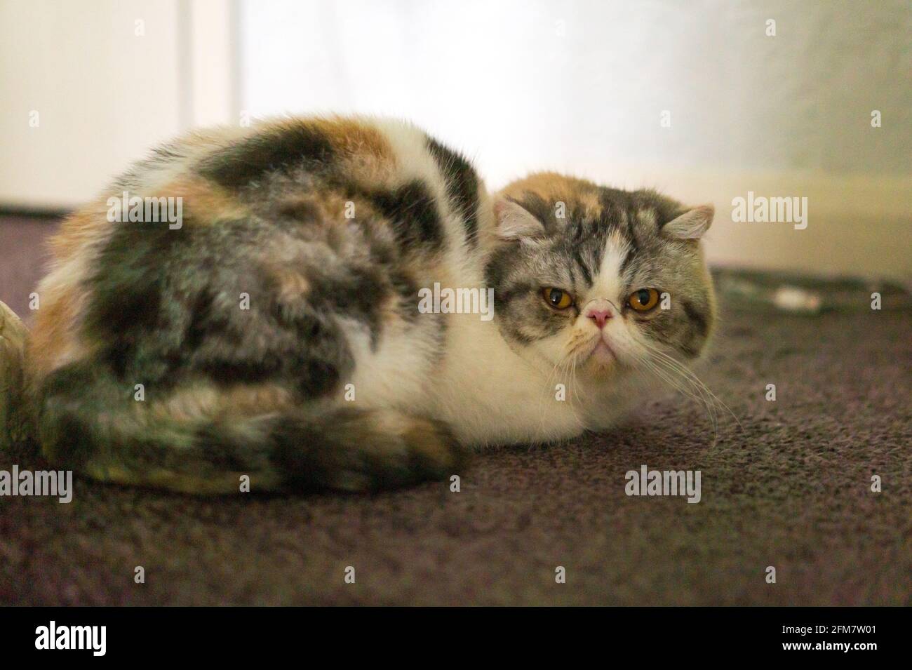 Exotic Short Hair Cat portraits captured with Sony Apha Stock Photo