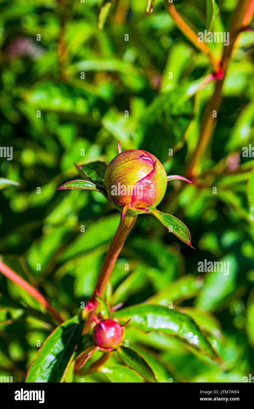 A peony bud in the morning spring sunshine Stock Photo