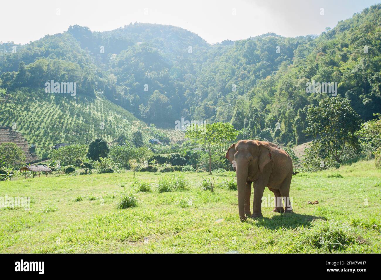 Elephant Nature Park Chiang Mai, Thailand Stock Photo