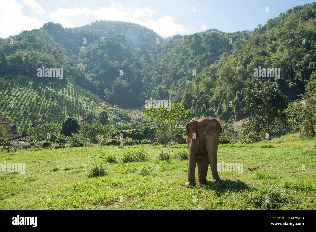 Elephant Nature Park Chiang Mai, Thailand Stock Photo