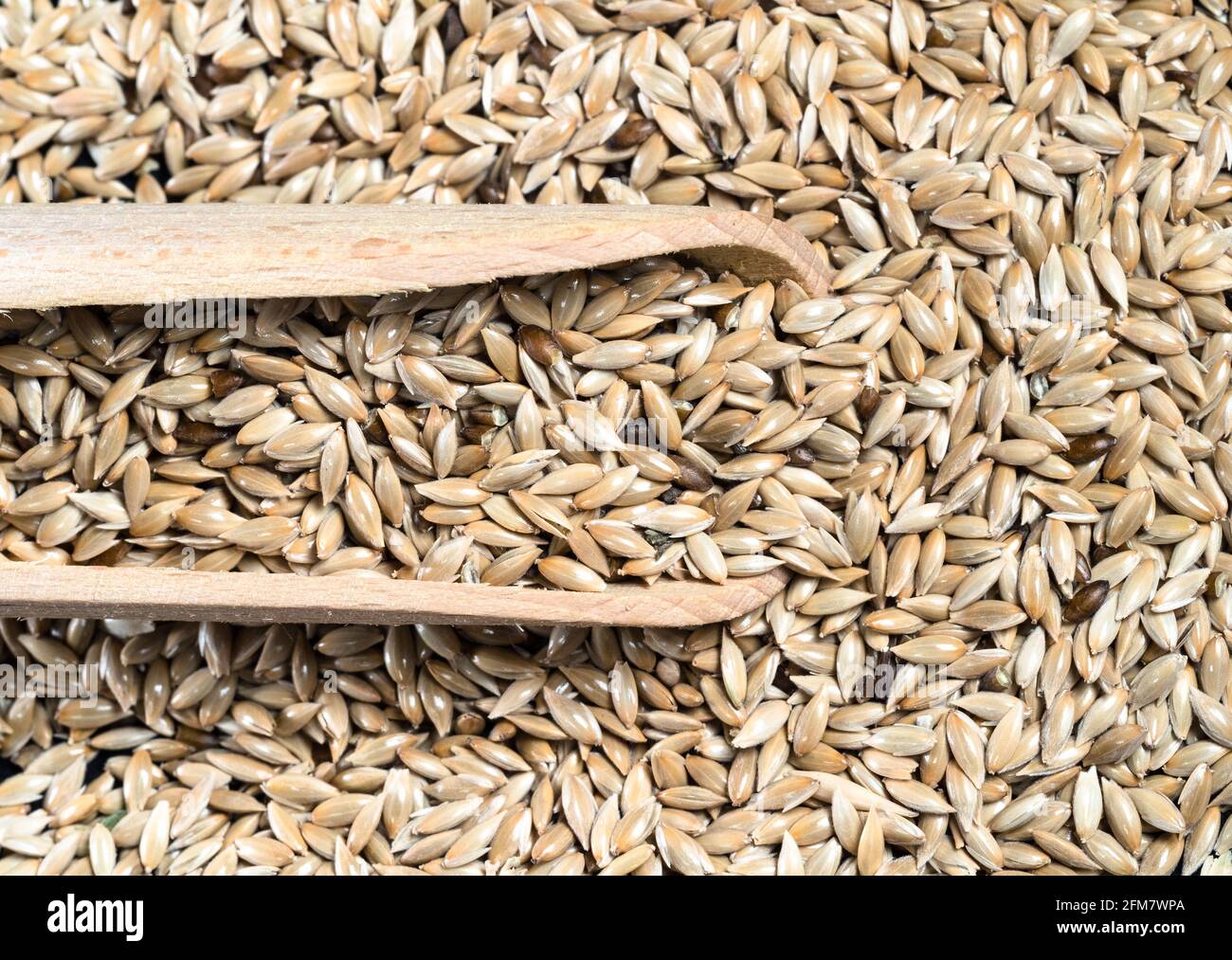 top view of wood scoop on pile of unhulled scagliola canary seeds closeup Stock Photo