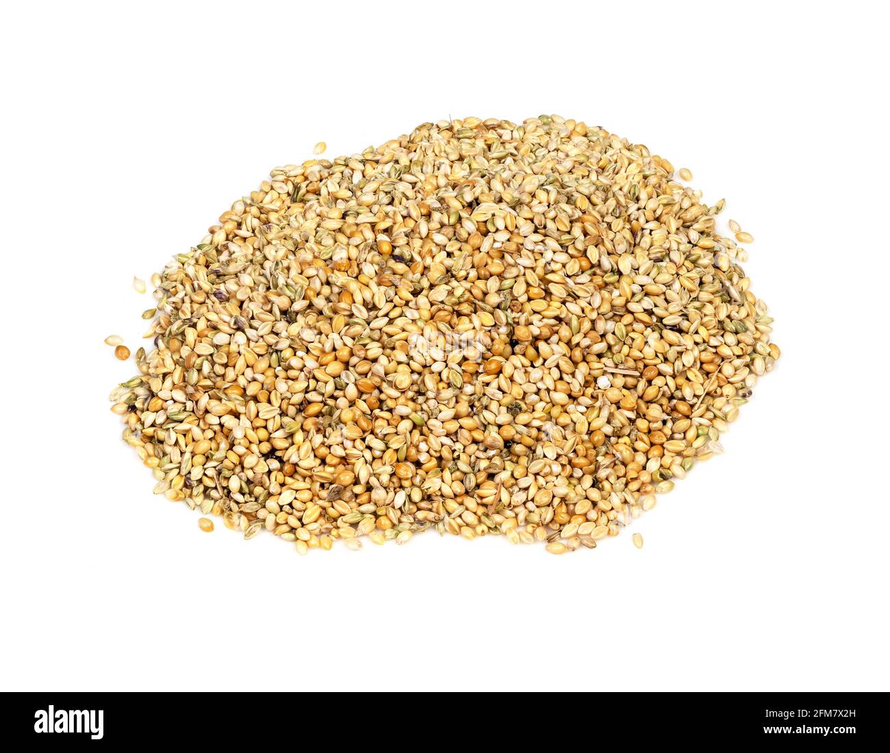 handful of unhulled foxtail millet (setaria italica) seeds closeup on