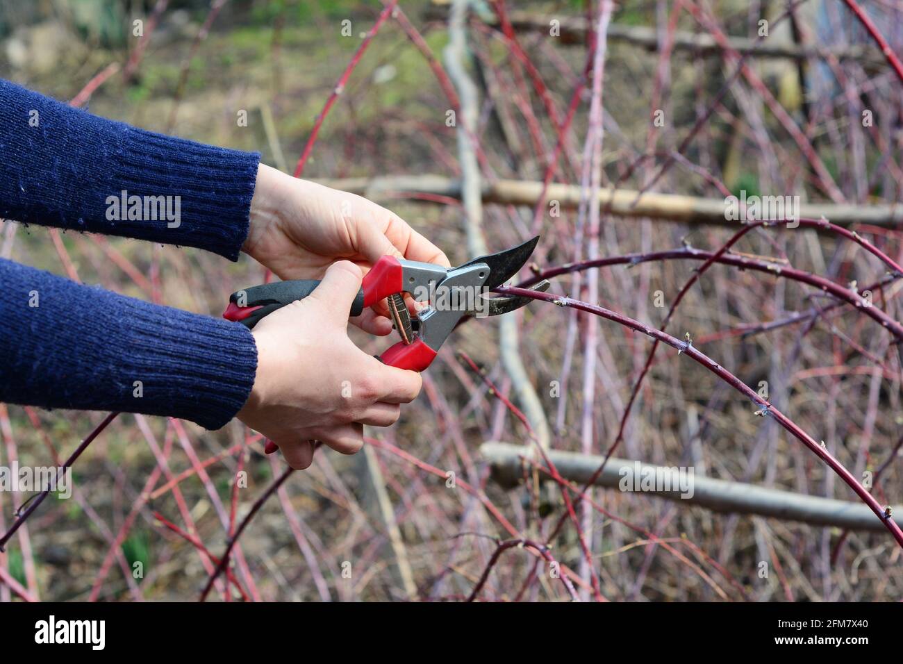 Pruning cumberland black raspberry, rubus occidentalis, blackberry plants by cutting dead and damaged canes with pruning shears in early spring. Black Stock Photo