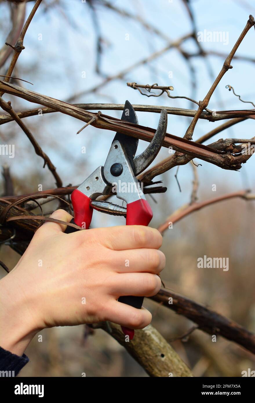 Grape vine pruning and care A gardener is pruning, cutting, removing a