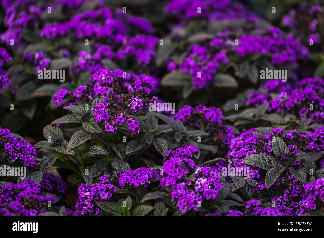 Close-up beautiful fresh  royal phlox flower on a background of green grass grows in a home garden, top view. Flowering garden flowers Stock Photo
