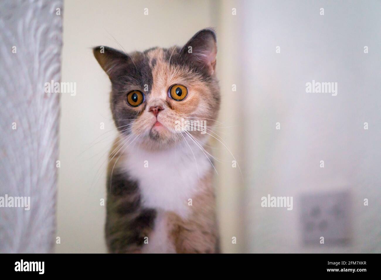 Exotic Short Hair Cat portraits captured with Sony Apha Stock Photo