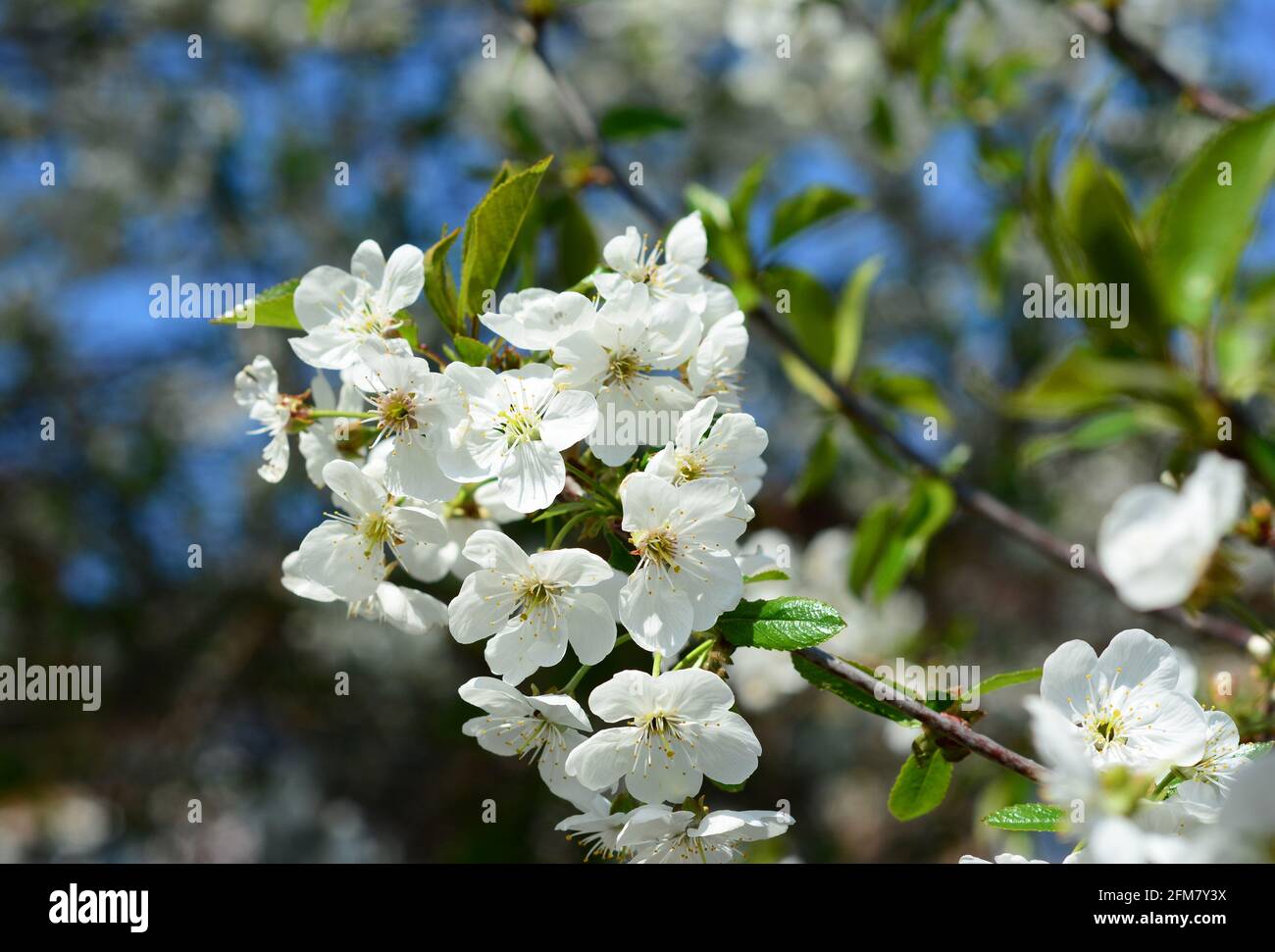 A branch of a cherry tree covered with blooming white tiny cherry flowers. Delicate blossom flowers of a fruit tree in spring. Stock Photo