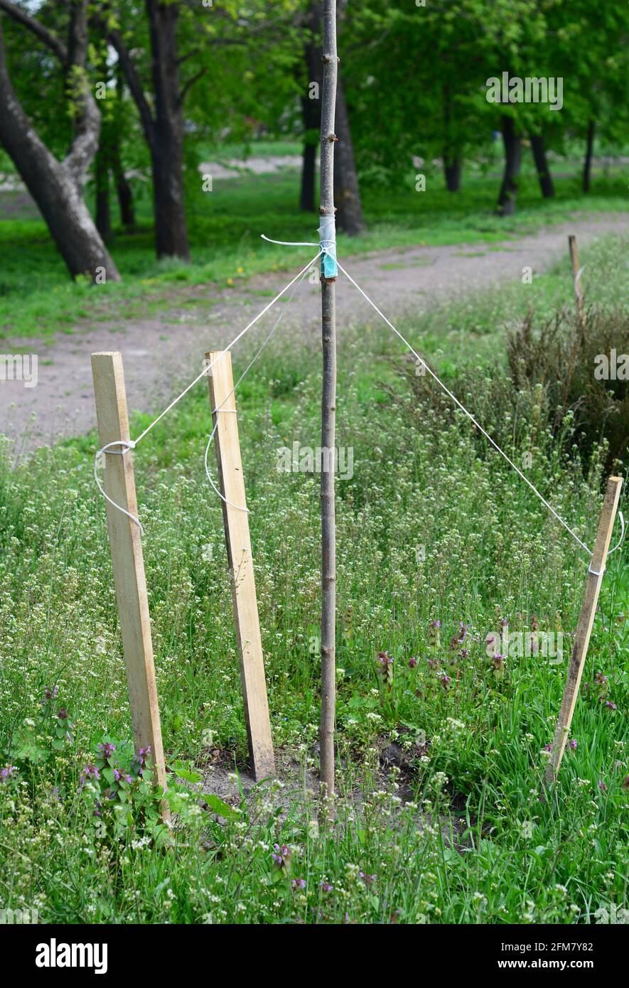 Staking a newly planted tree. Tree staking in windy areas. Supporting a tree trunk with stakes to grow a straight tree. Stock Photo