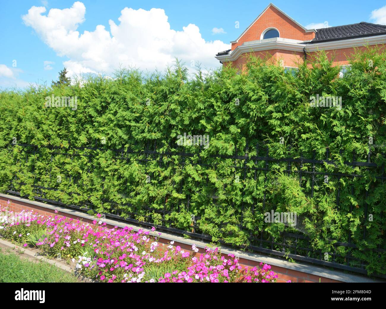 A wrought iron, cast iron fence with a thick emerald green thuja, arborvitae green hedge, privacy hedge, and a narrow flowerbed with petunia flowers. Stock Photo