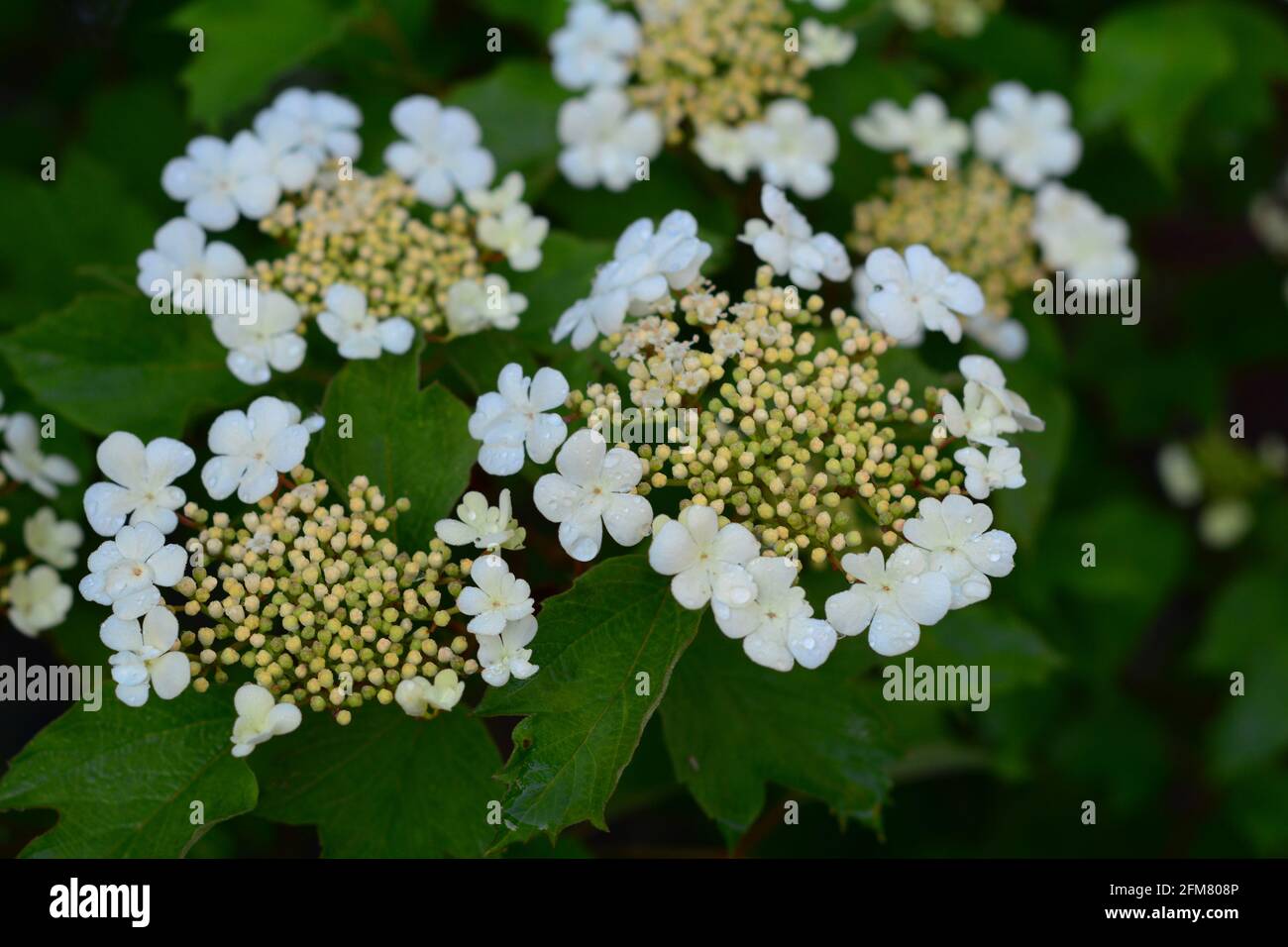 Viburnum trilobum, or highbush cranberry blooming. Viburnum trilobum's white flowers, blossom, inflorescence in spring. Stock Photo