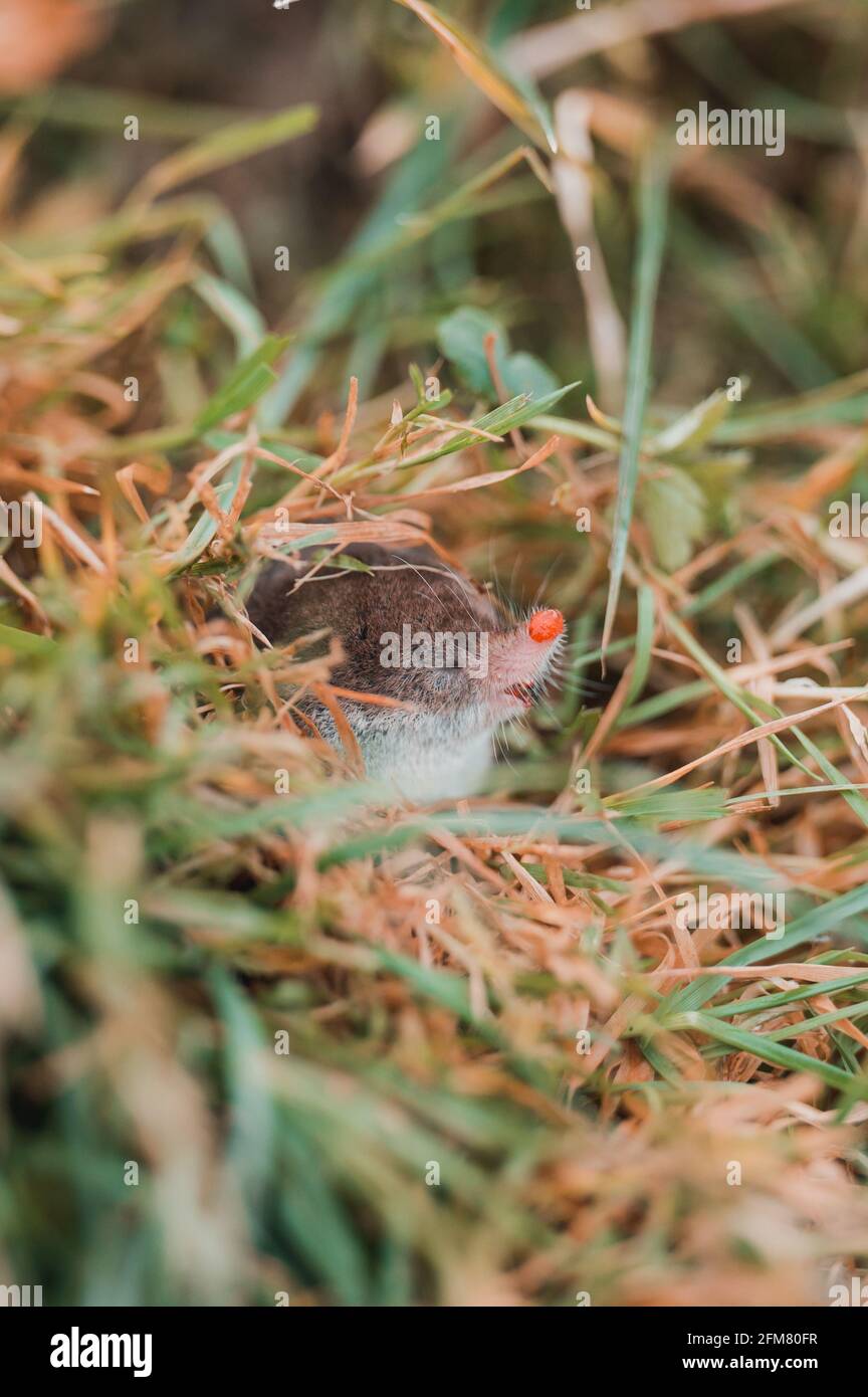 A small gray mole climbed out of the ground, an animal in the grass