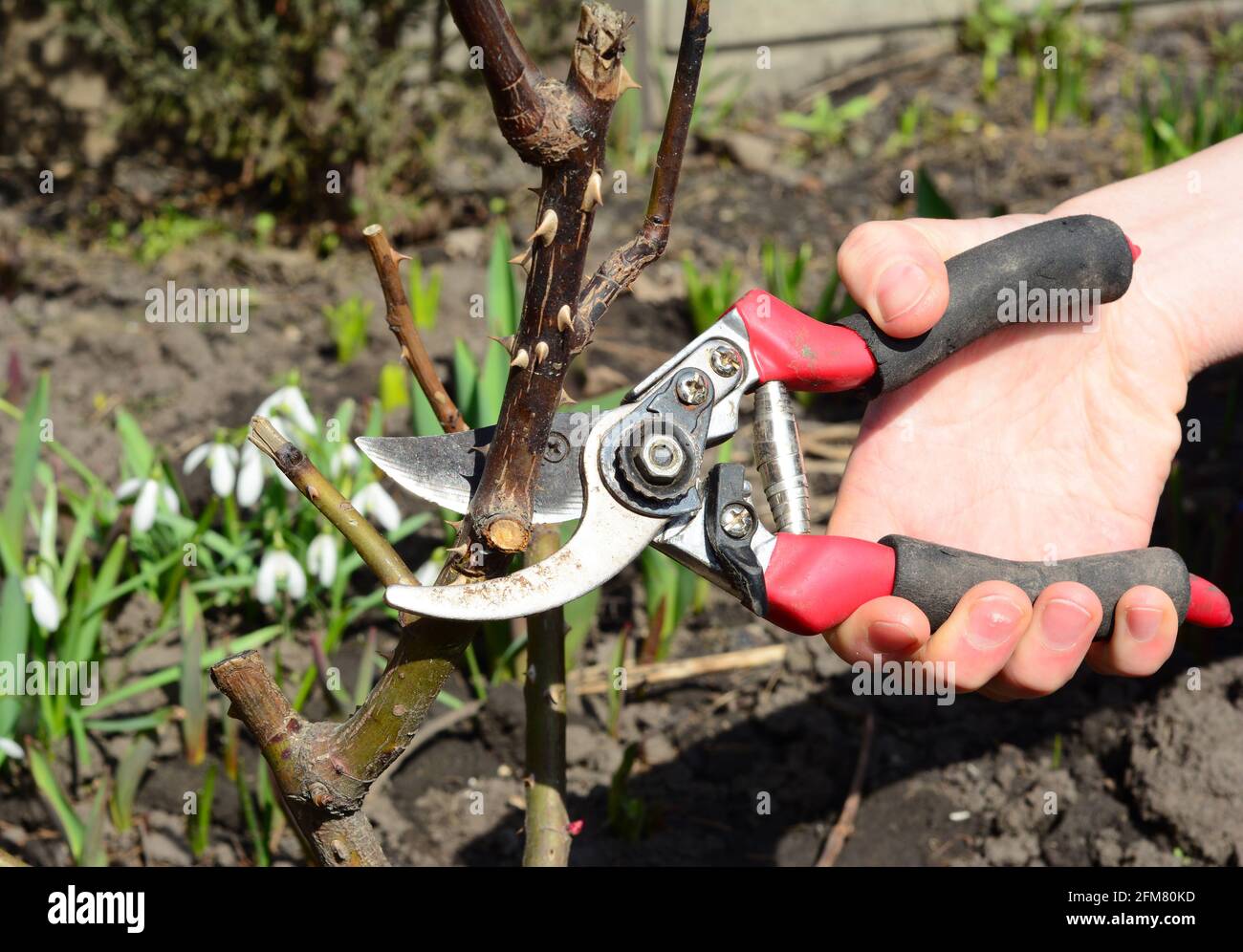 Frost damage prune hires stock photography and images Alamy