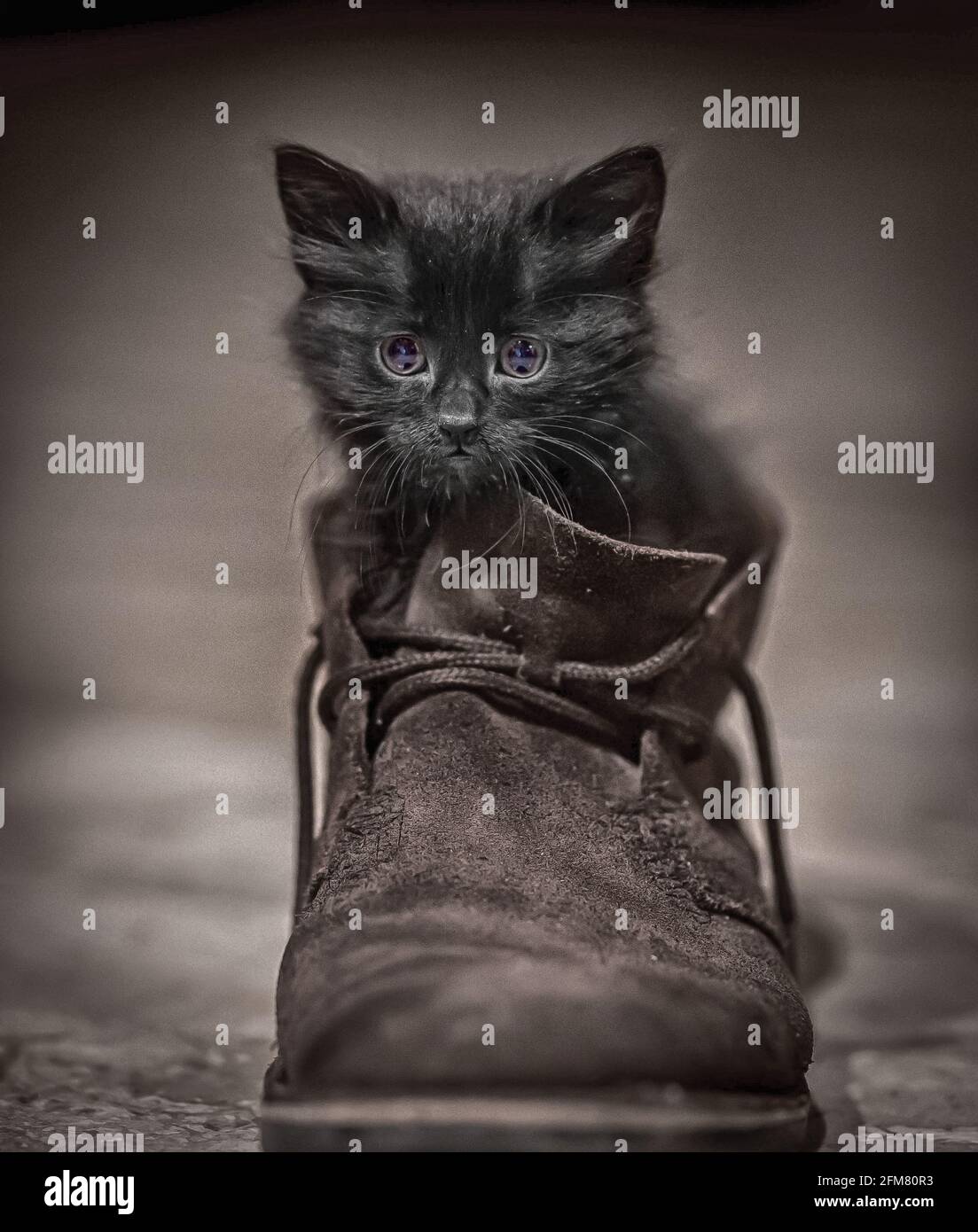 A kitten in a shoe Stock Photo Alamy