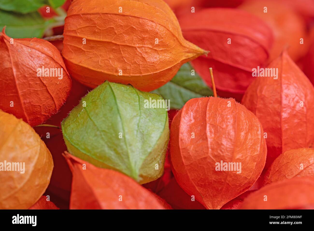 Physalis Flower High Resolution Stock Photography And Images Alamy