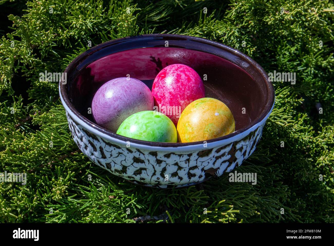 Four multicolored bright easter eggs in ceramic bowl staying on live thuja branch Stock Photo