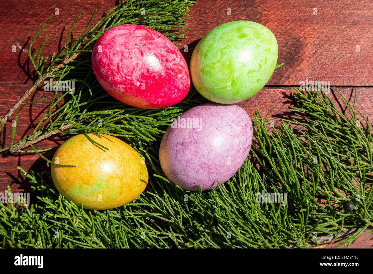 Four multicolored bright easter eggs and thuja branch lying on red wood surface Stock Photo