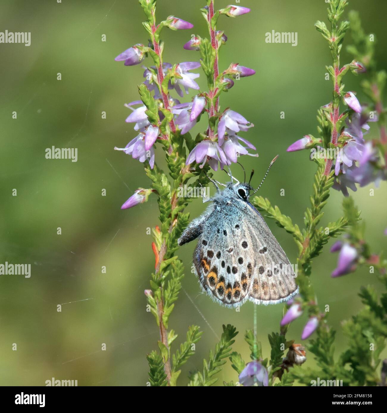 Studded Blue Butterfly (Plebeius argus) feeding nectar from a heather flower Stock Photo