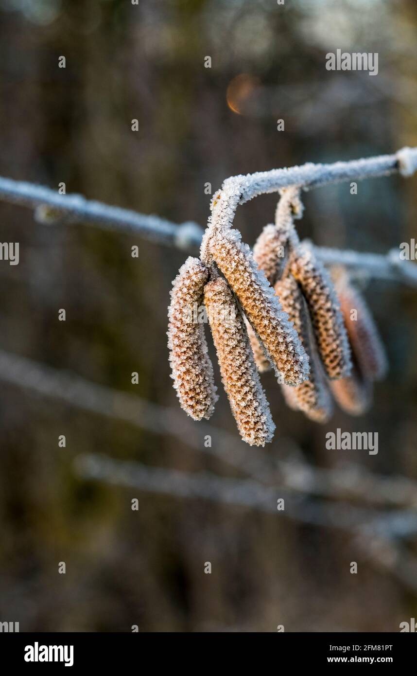 Alnus glutinosa garden hires stock photography and images Alamy