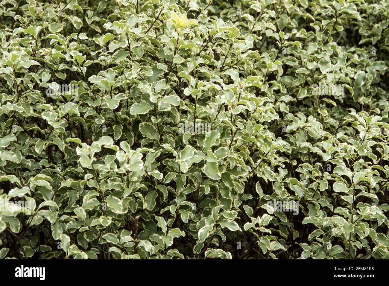 Pittosporum tenuifolium 'Variegatum' Stock Photo