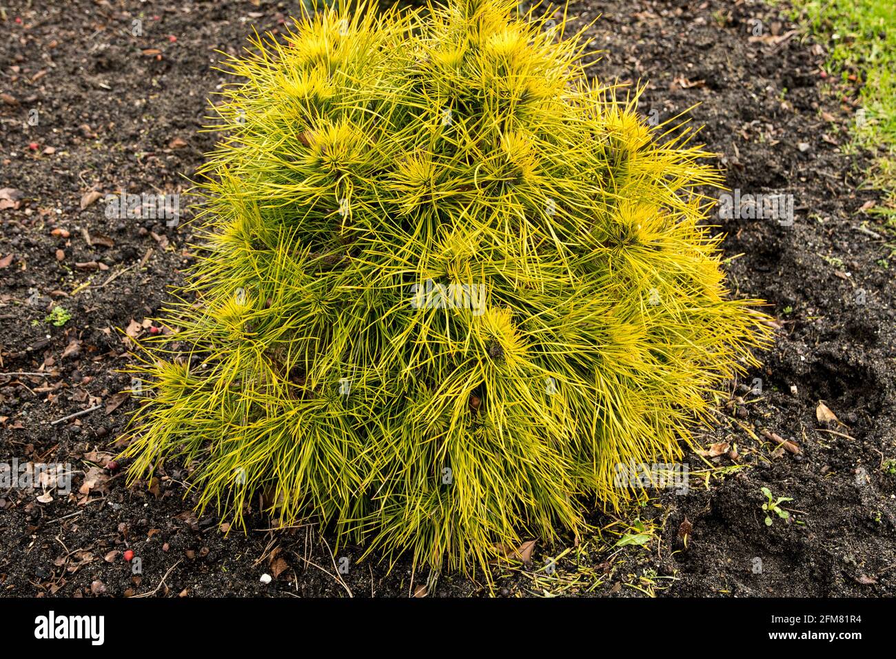 Pinus sylvestris 'Moseri' Stock Photo