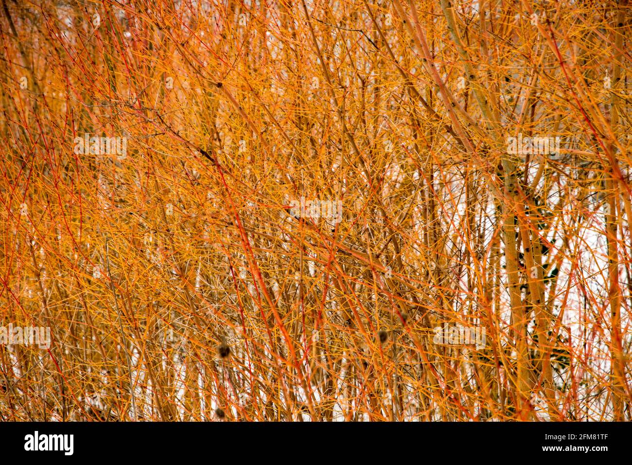 Midwinter fire cornus sanguinea hi-res stock photography and images - Alamy