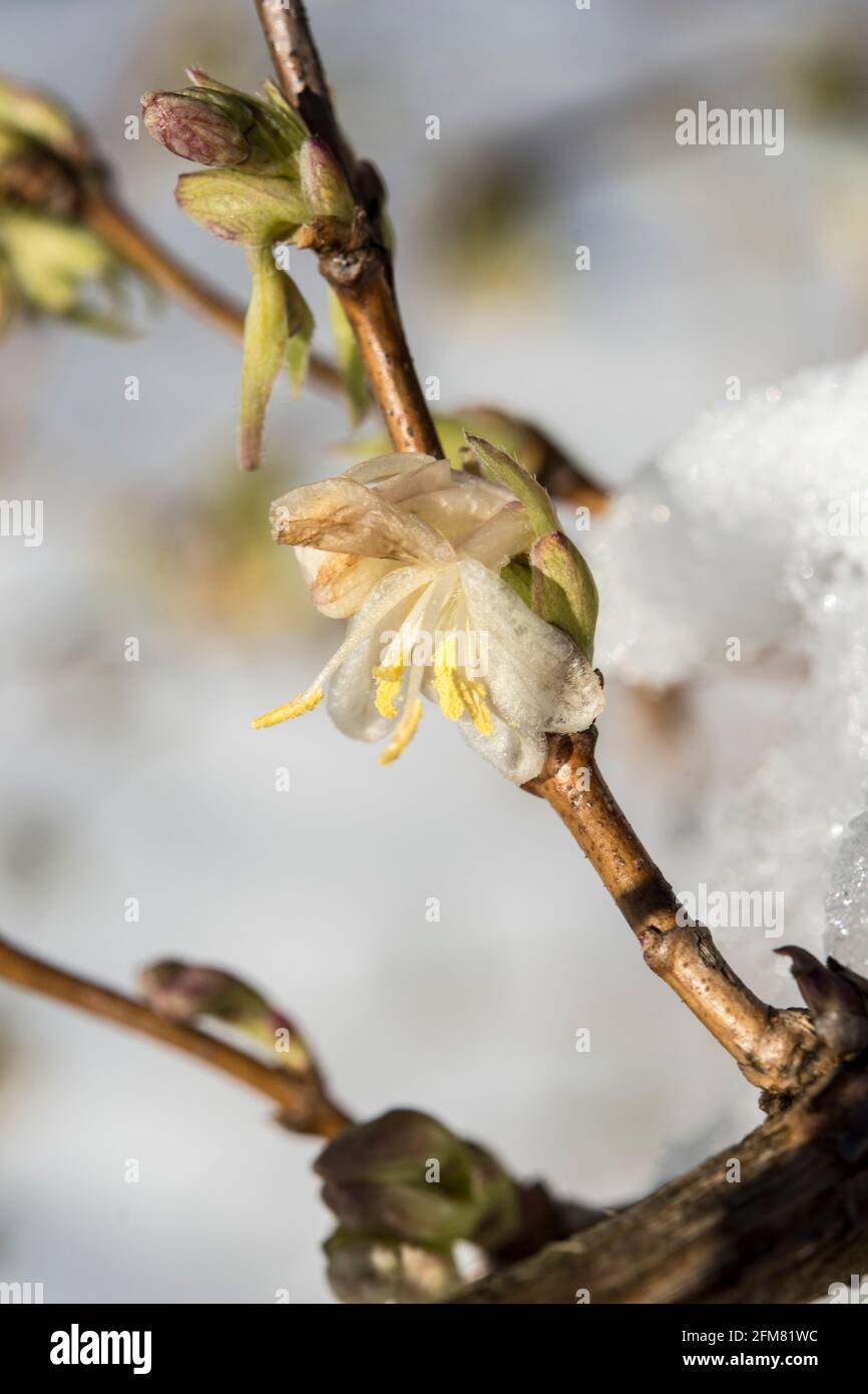 Lonicera fragrantissima - winter honeysuckle Stock Photo