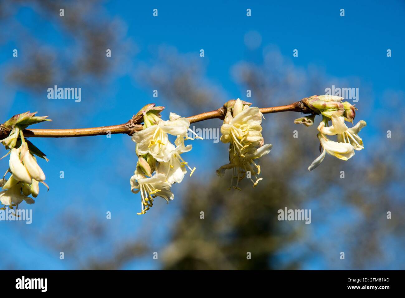 Lonicera fragrantissima - winter honeysuckle Stock Photo