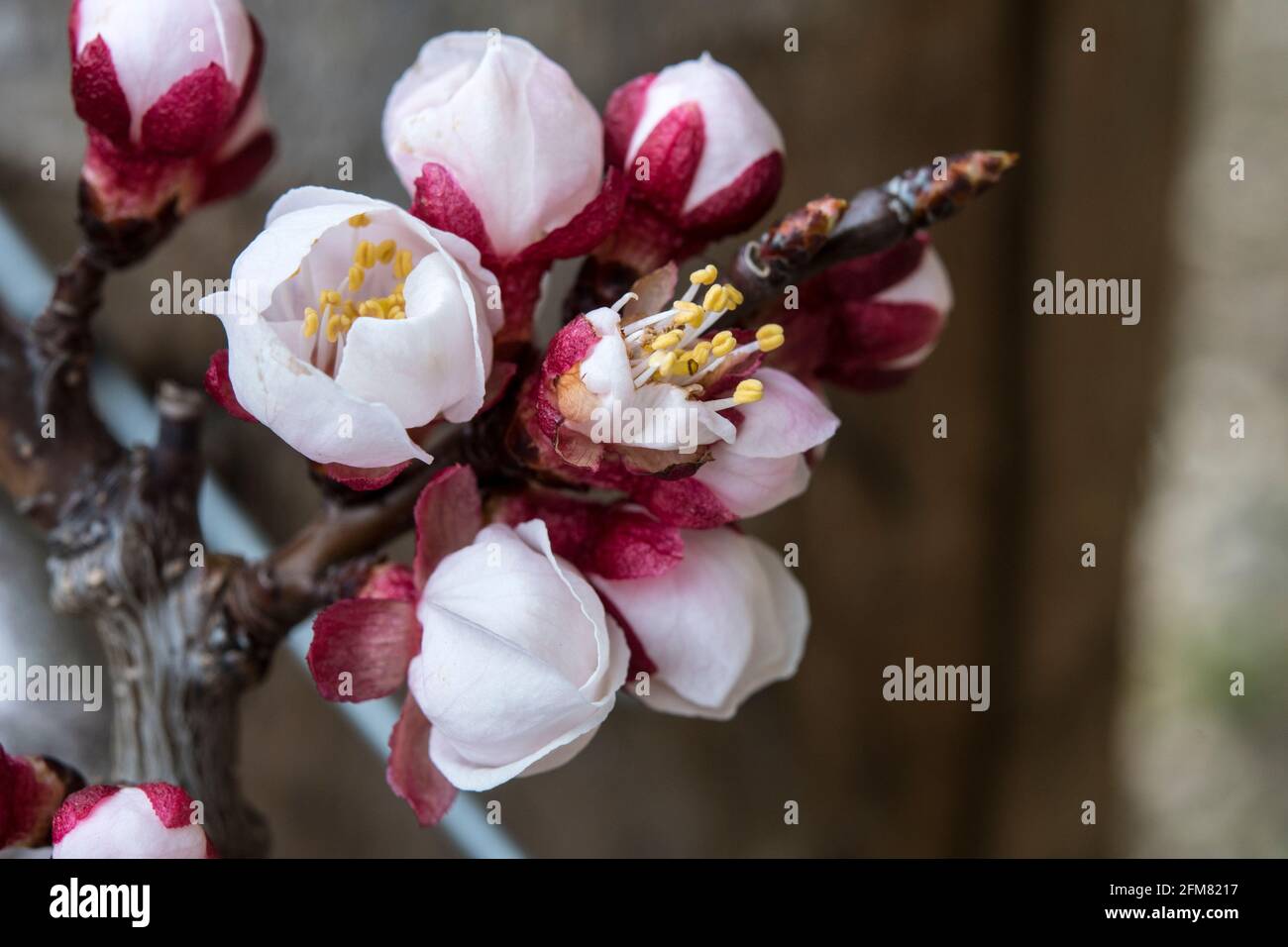Prunus armeniaca -apricot Stock Photo