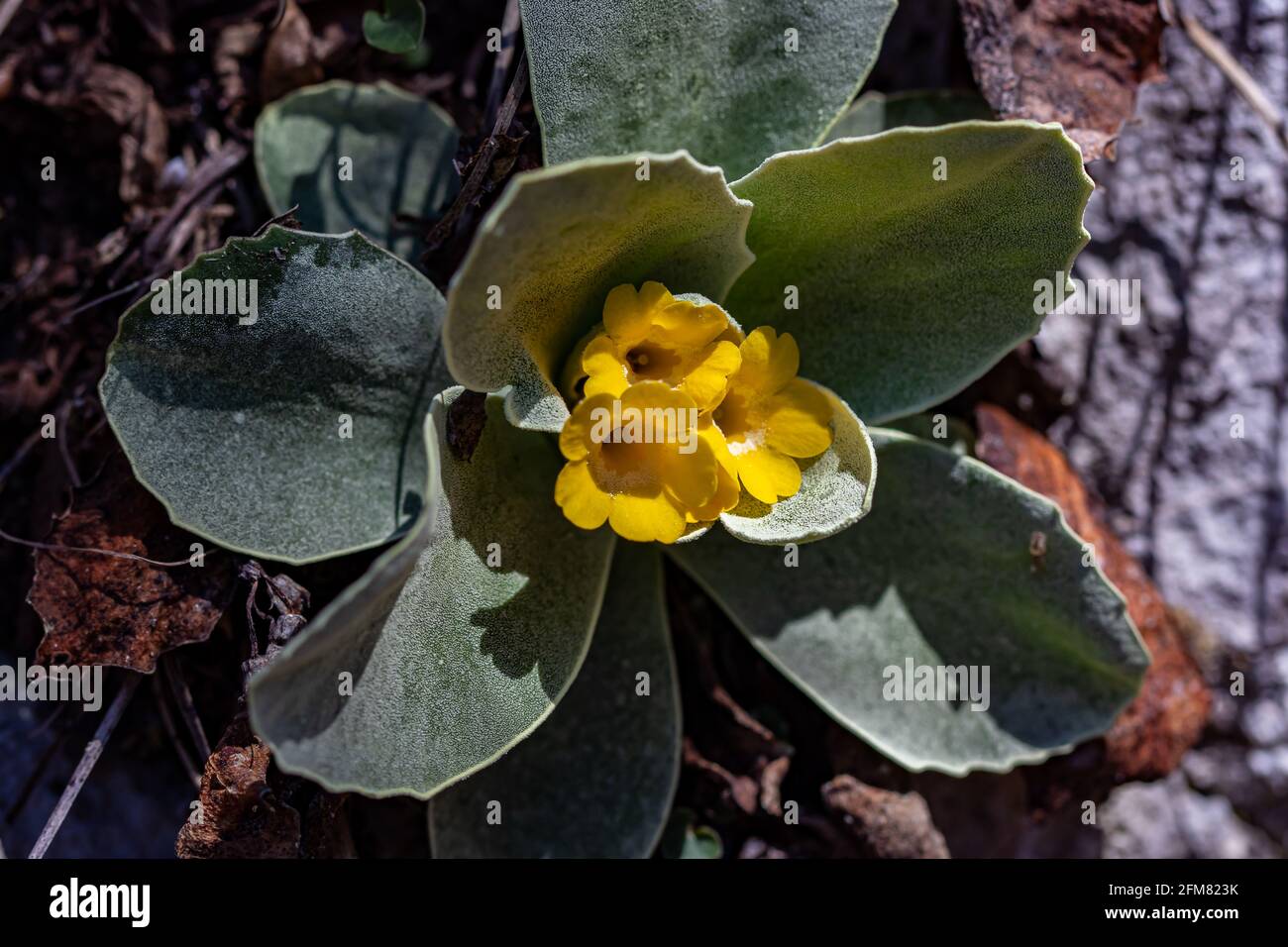 Primula auricula flowers in spring time, close up Stock Photo