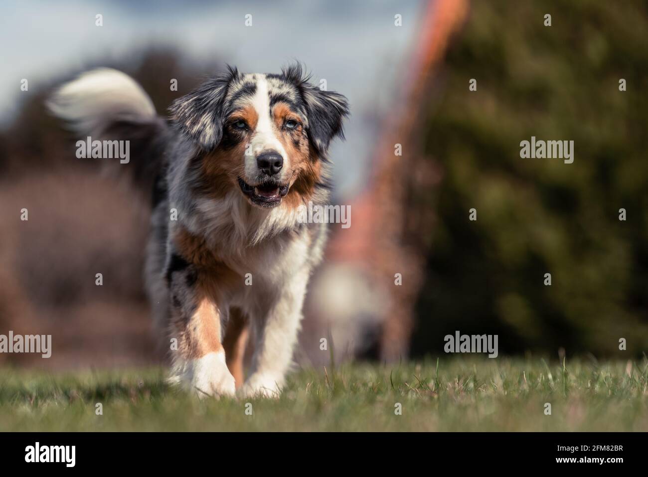 australian shepherd walking on the green gras and blue sky watching to the camera shallow depth of field Stock Photo