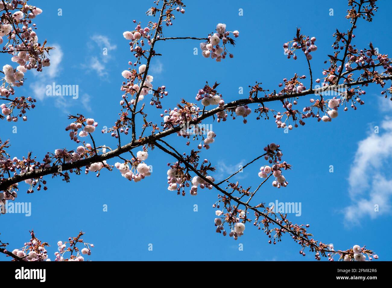 Prunus serratula 'Hanagasa' Stock Photo