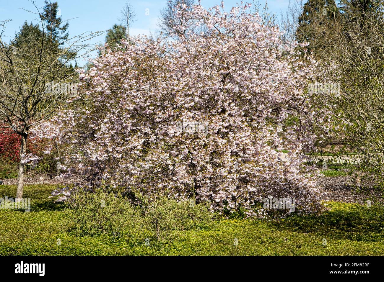 Prunus incisa 'Oshidori' Stock Photo