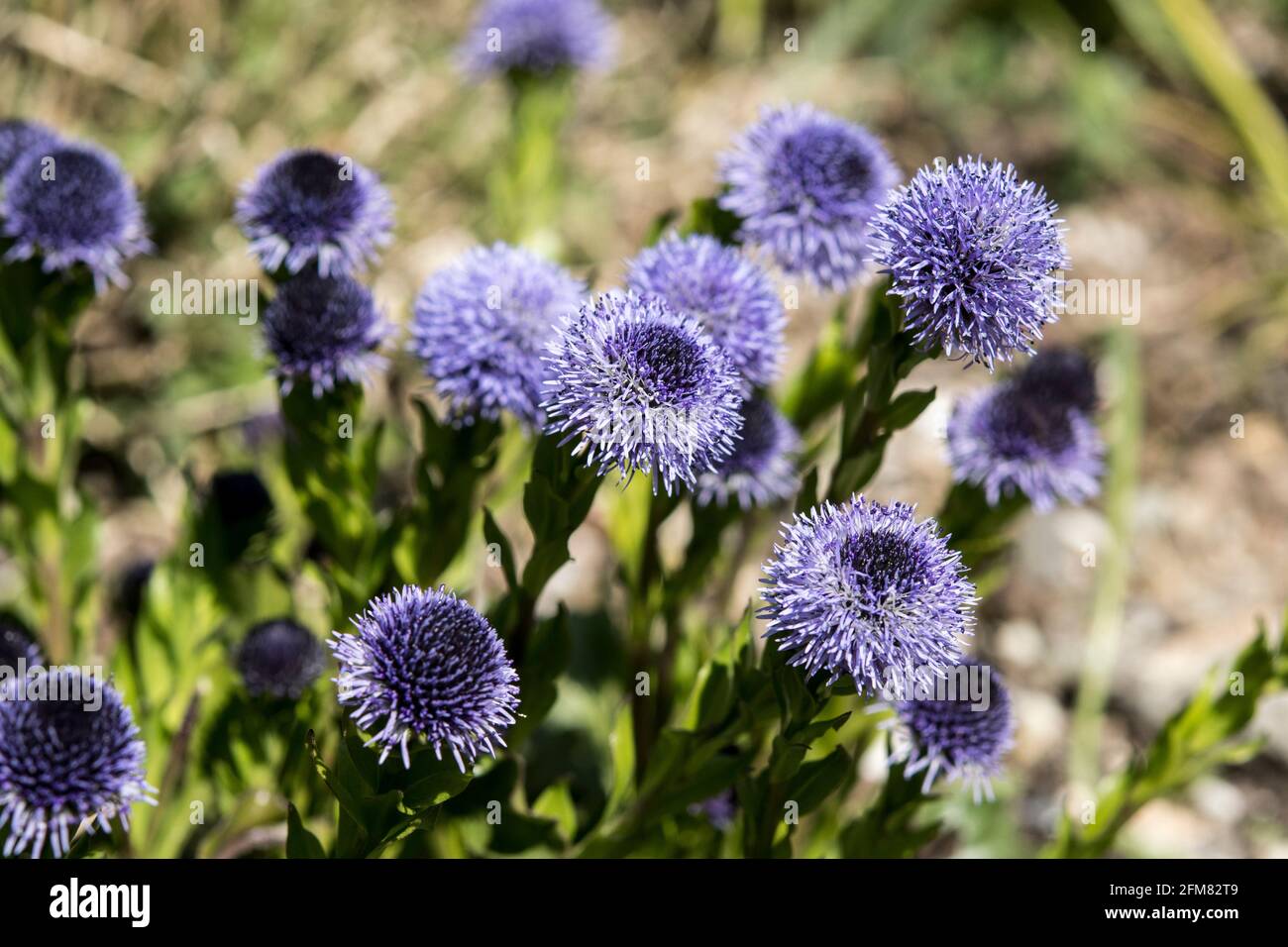 The blue flowers of Globularia vulgaris Stock Photo