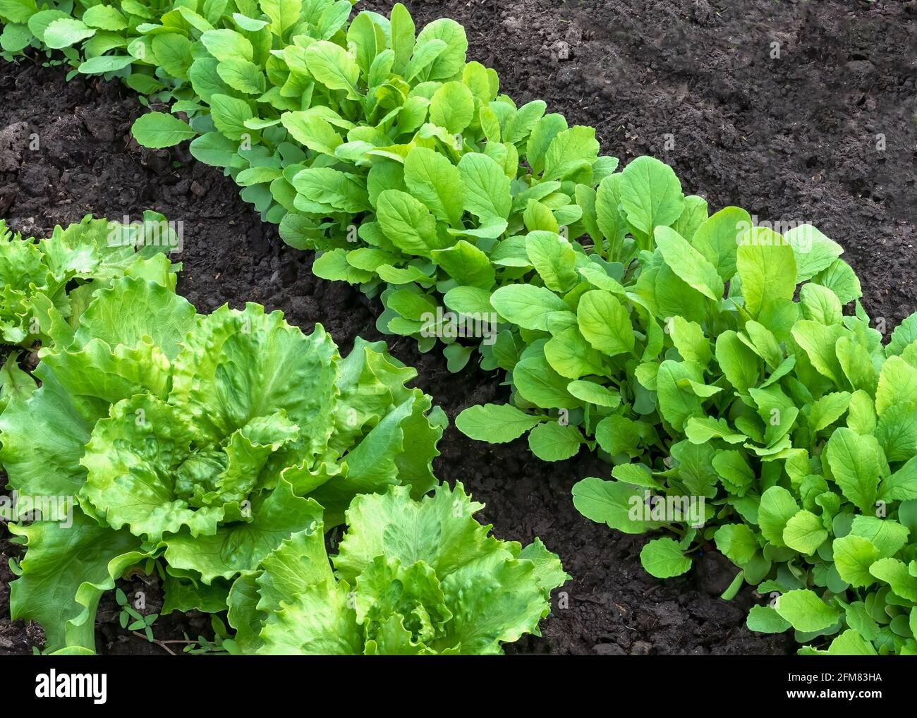 rows of young lettuce plants growing in a poly tunnel protected from frost controlled environment on an allotment garden or small holding , copy space Stock Photo