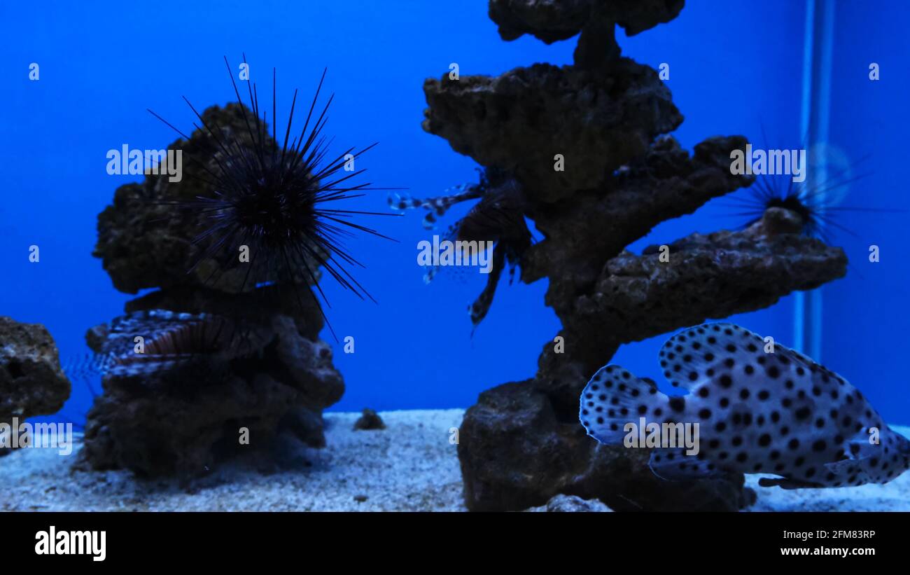 Sea Urchin underwater or sea hedgehogs in aquarium Stock Photo