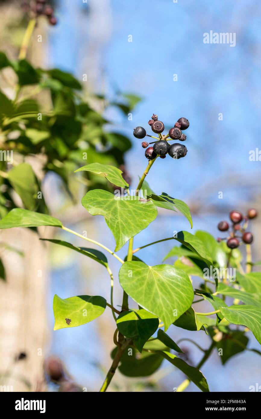 Ivy Hedera helix showing black fruits Stock Photo