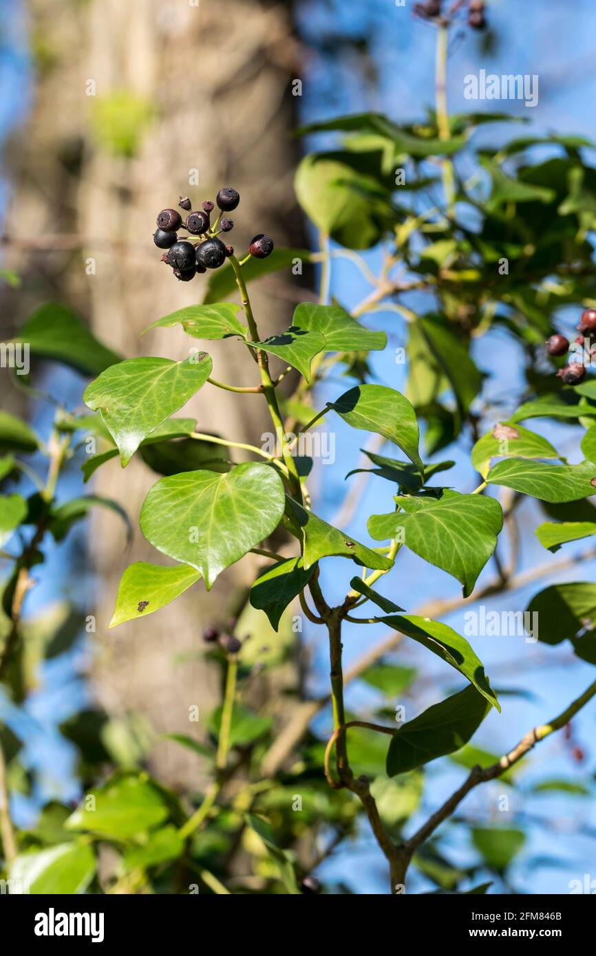 Ivy Hedera helix showing black fruits Stock Photo