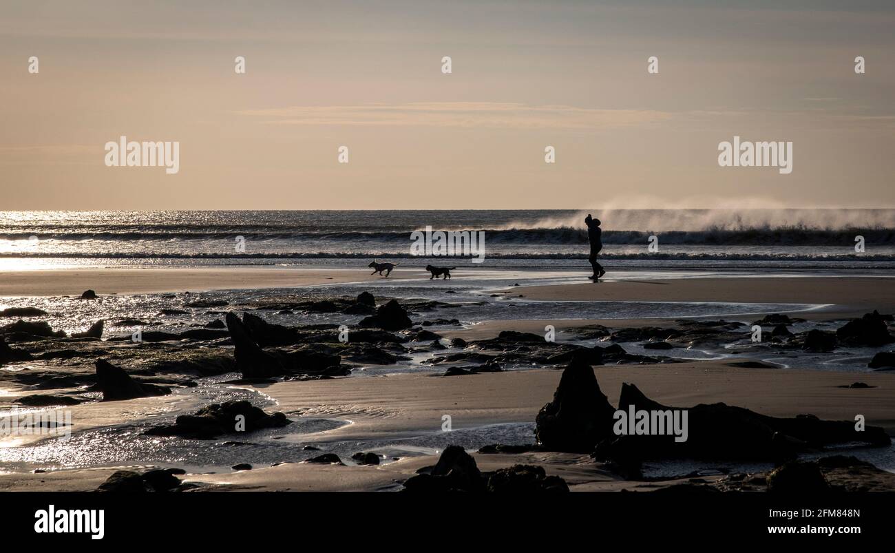 the petrified forest near Borth while the tide is out Stock Photo