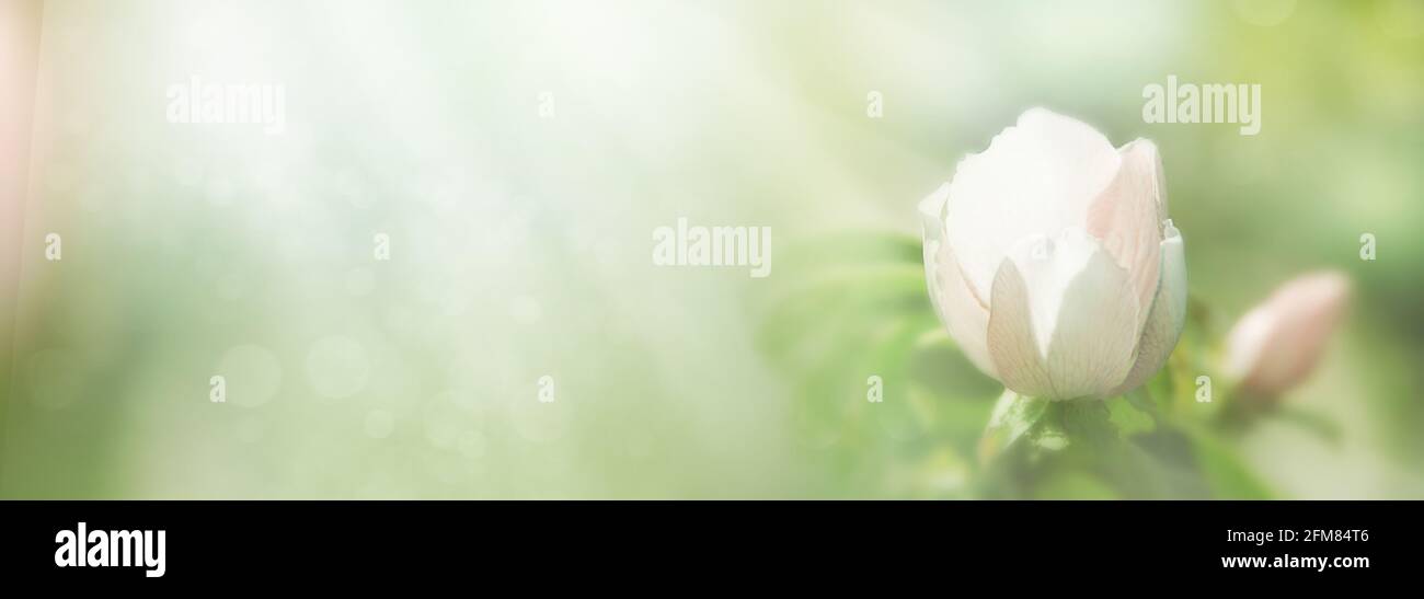 Gentle pink flower close up. Summer floral composition. Pastel blurred background. Macro. Copy space. Panoramic format Stock Photo